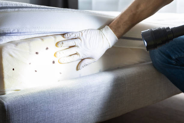 Best Residential Pest Control  in Harriman, TN