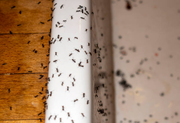 Best Pest Prevention Services  in Harriman, TN