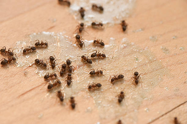Best Mosquito Control Services  in Harriman, TN