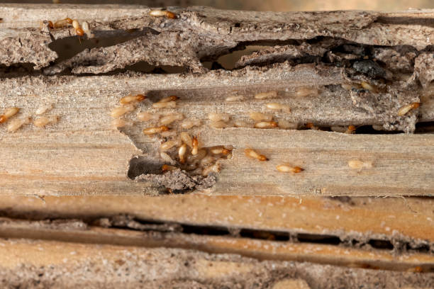 Best Pest Prevention Services  in Harriman, TN