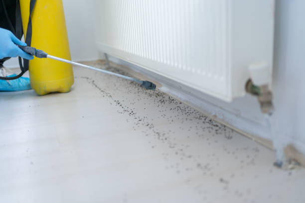 Best Wasp Removal Services  in Harriman, TN